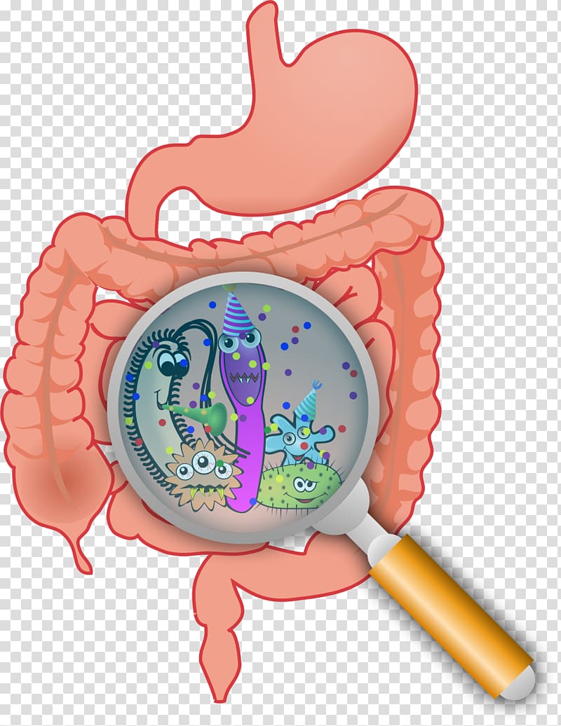 Gastrointestinal tract Gut flora Small intestinal bacterial overgrowth Large intestine, Moini transparent background PNG clipart