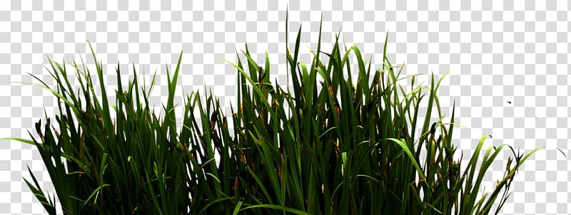 Icon, River grass transparent background PNG clipart