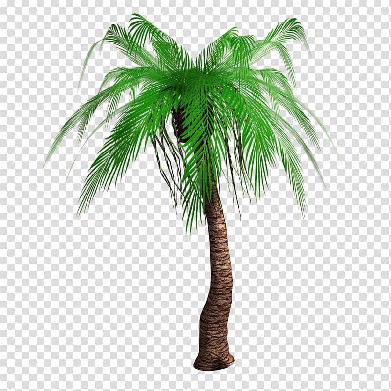 Arecaceae Tree Woody plant Asian palmyra palm, realism transparent background PNG clipart