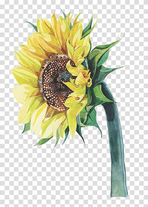 yellow sunflower plant, Common sunflower Watercolor painting Illustrator Illustration, sunflower transparent background PNG clipart