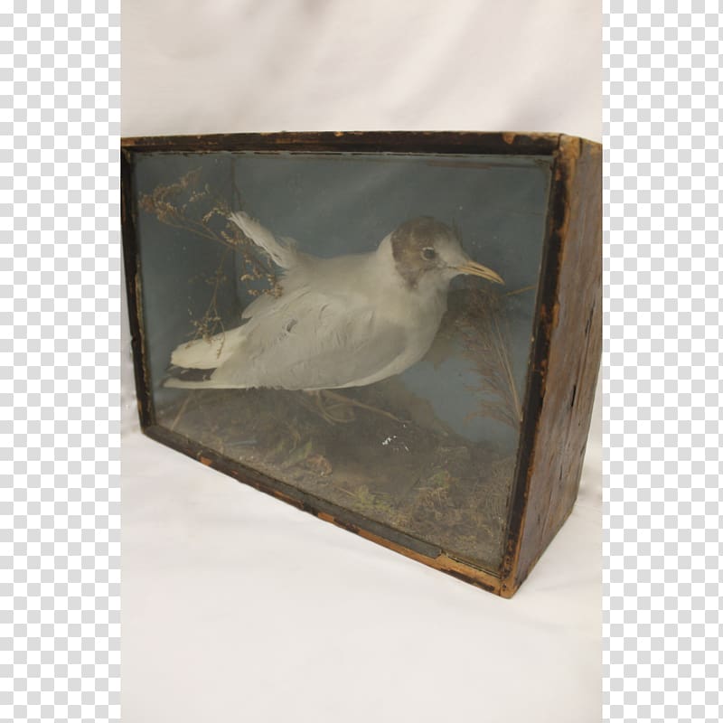 Beak Fauna Feather, long box transparent background PNG clipart