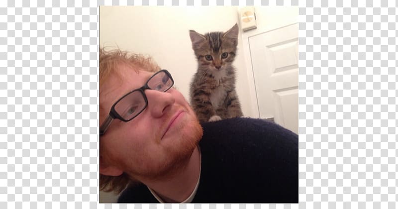 Ed Sheeran Kitten International Cat Day Celebrity, Ed Sheeran transparent background PNG clipart