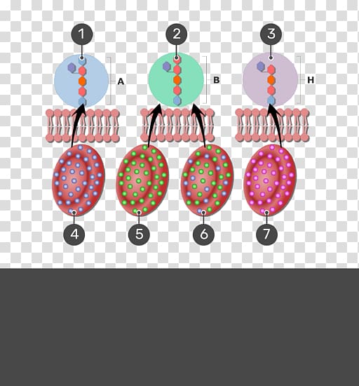 Blood type Human blood group systems H antigen Duffy antigen system, blood transparent background PNG clipart