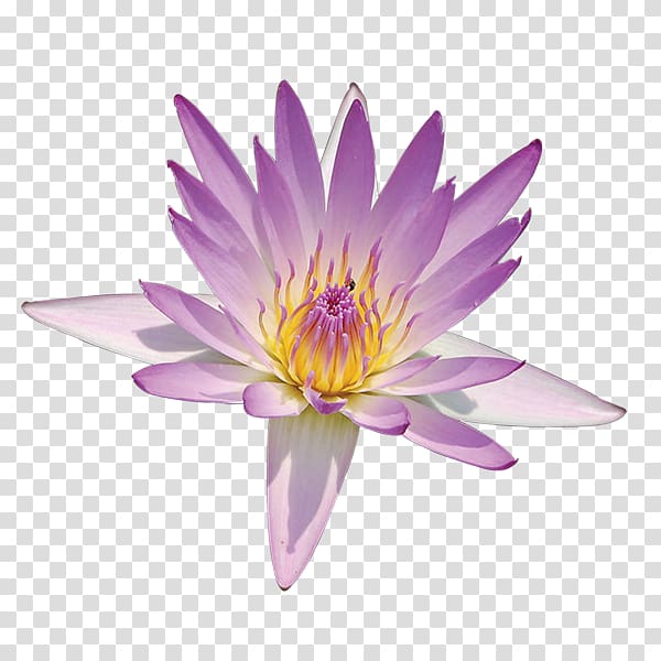 Nelumbo nucifera Lotus Pond Nymphaea lotus Egyptian lotus Flower, flower transparent background PNG clipart