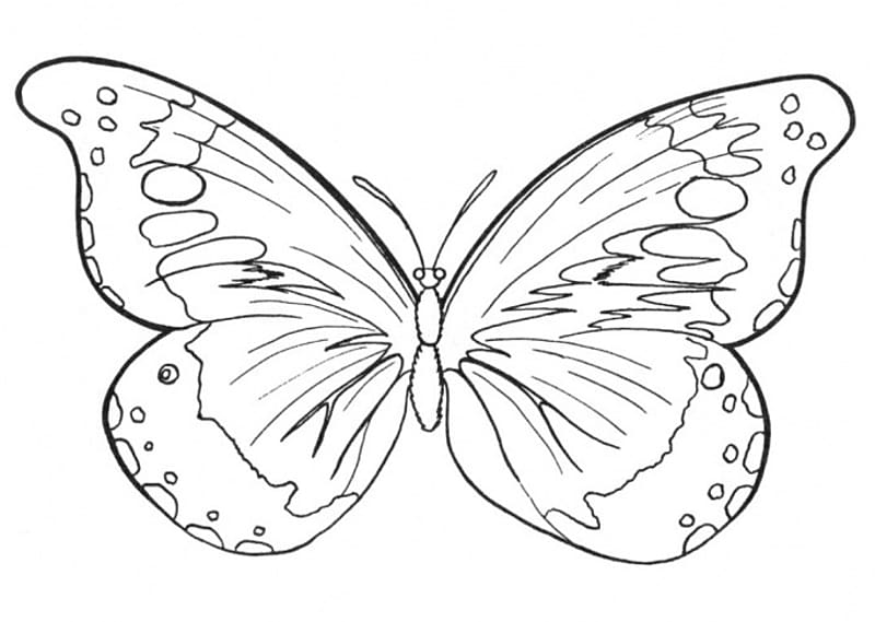 Butterfly Coloring book Drawing , outlines of butterflies transparent background PNG clipart