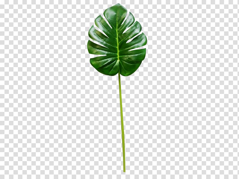green leaf illustration, Leaf Plant stem Tree, monstera transparent background PNG clipart