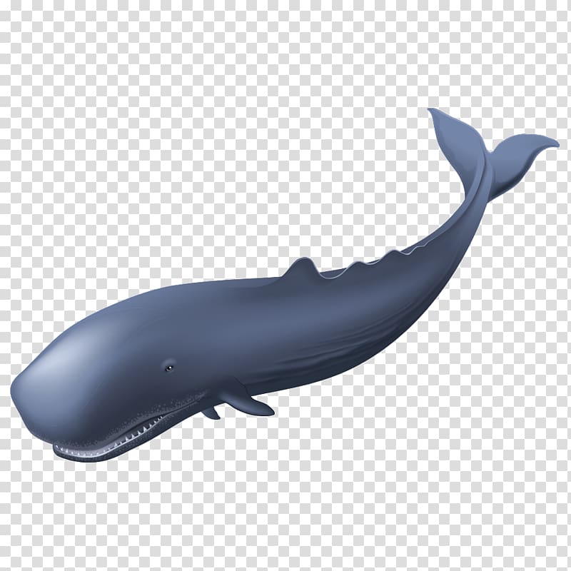 Sperm whale , Cartoon Whale transparent background PNG clipart