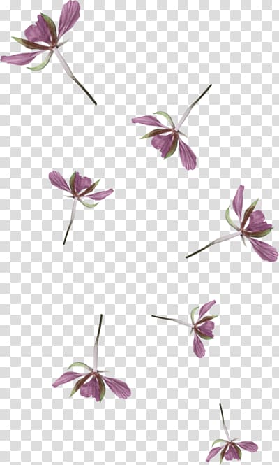 Flower bouquet Floral design Rose Petal, flower transparent background PNG clipart