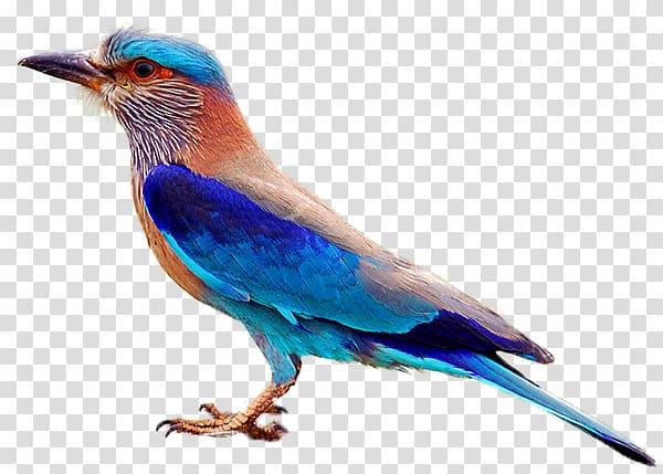 Telangana Forest Department Indian roller Bird Symbol, indian national wind transparent background PNG clipart