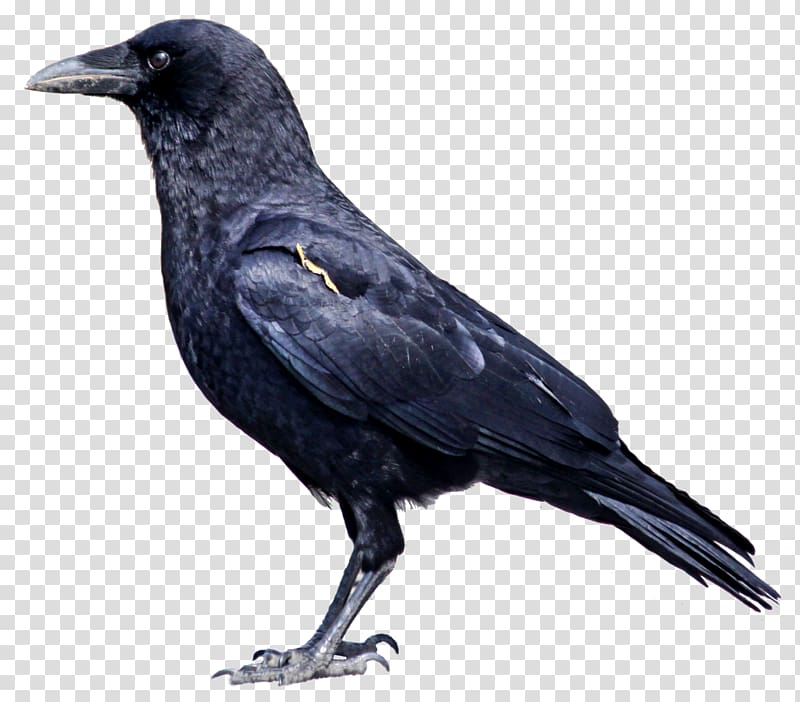 American crow Rook Hooded crow Bird Common raven, crow transparent background PNG clipart