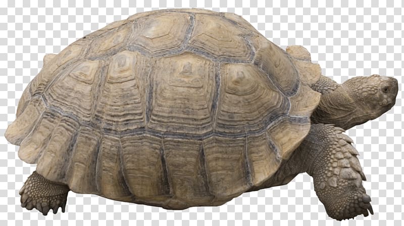 Reptile Turtle Hermann\'s tortoise, tortoide transparent background PNG clipart