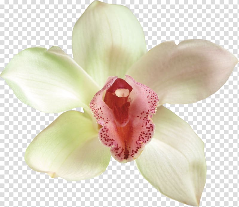 Moth orchids Cut flowers , orchids transparent background PNG clipart