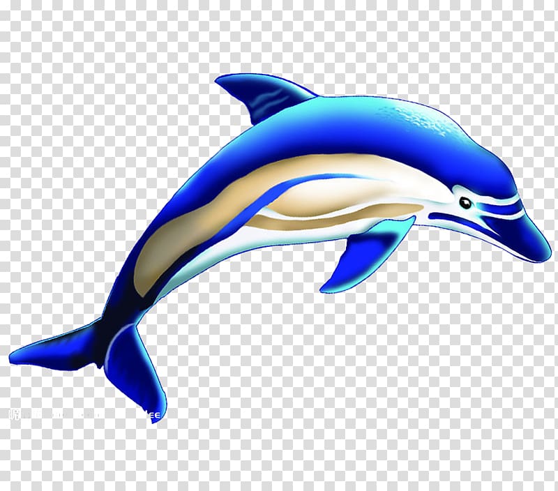 Common bottlenose dolphin Short-beaked common dolphin Tucuxi Wholphin Killer whale, 3D Blue Whale transparent background PNG clipart