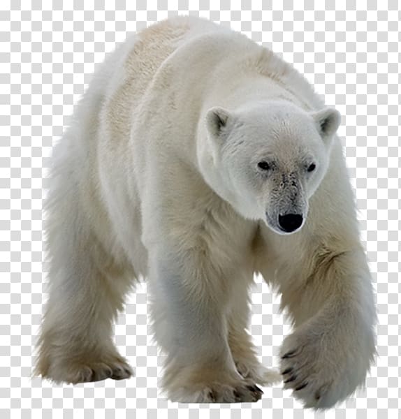 Polar bear transparent background PNG clipart