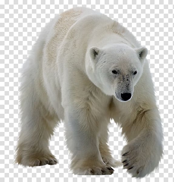 polar bear, Polar bear Kodiak bear Ursinae, Polar white bear transparent background PNG clipart