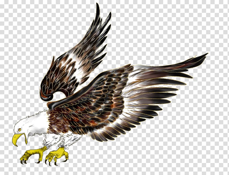 Bald Eagle Flight Hawk Bird, eagle transparent background PNG clipart