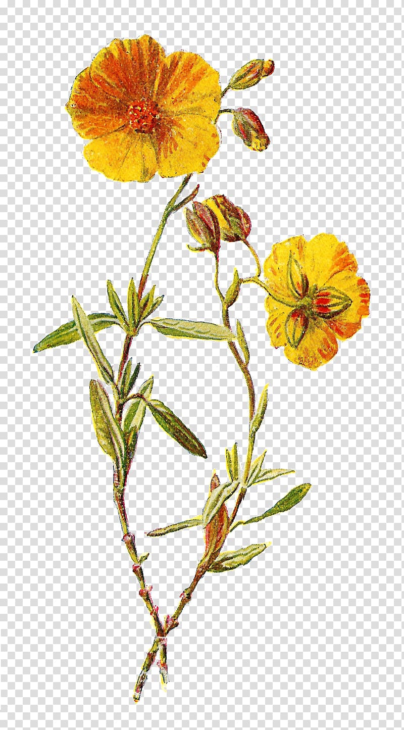 Wildflower Yellow , lavender transparent background PNG clipart