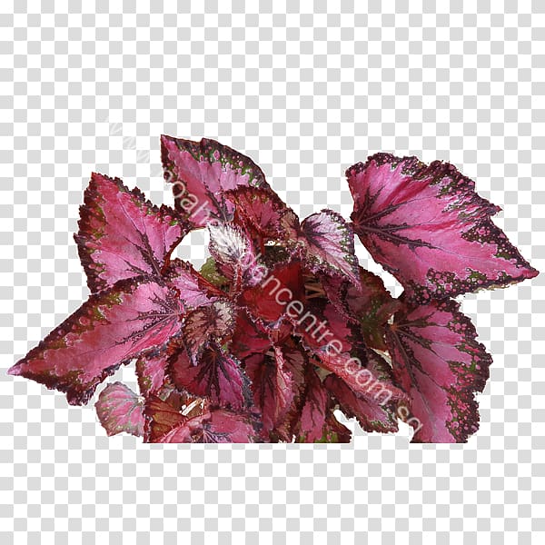 Painted-leaf begonia Sunlight Noah Garden Centre Soil, Begonia Coccinea transparent background PNG clipart