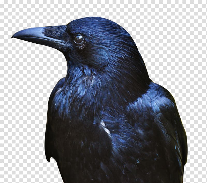 American crow Rook, Crow transparent background PNG clipart