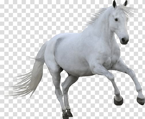 white horse, White Horse transparent background PNG clipart