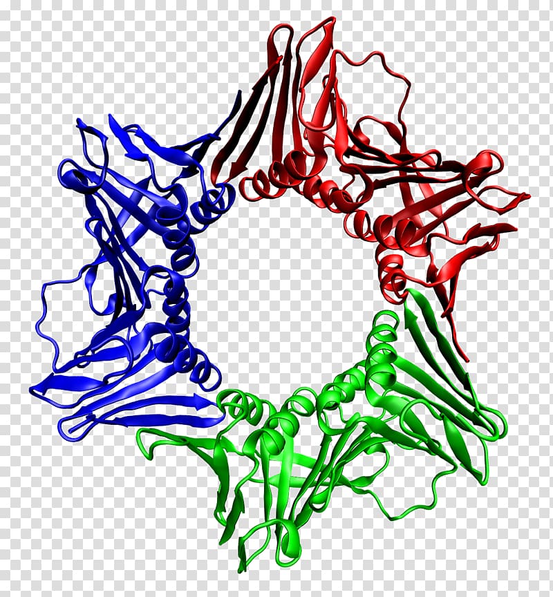 DNA clamp DNA replication DNA polymerase Proliferating cell nuclear antigen, biology transparent background PNG clipart