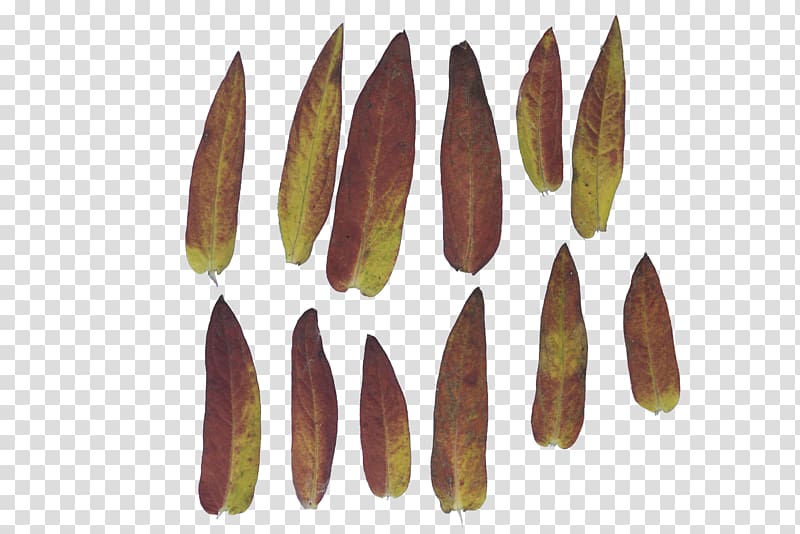 Leaf, banana leaf texture transparent background PNG clipart
