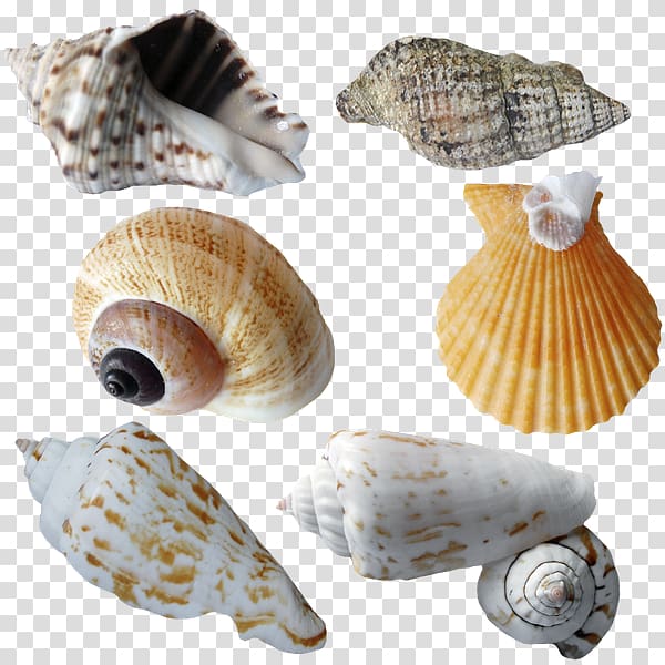 Seashell Molluscs Marine , seashell transparent background PNG clipart