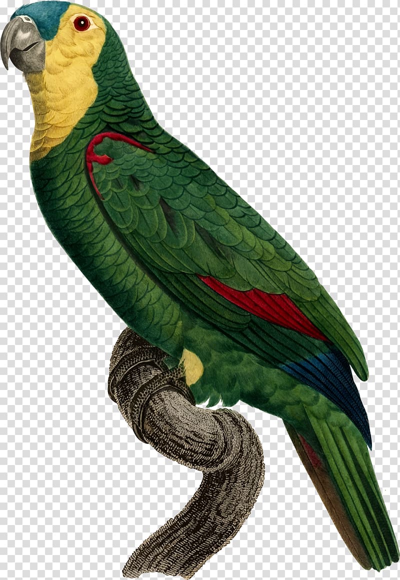 Parrot Bird Macaw Perroquet, parrots transparent background PNG clipart