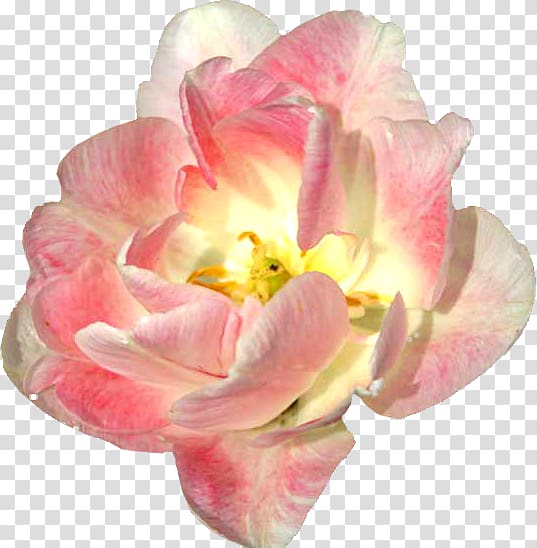 Flower , flower transparent background PNG clipart | HiClipart