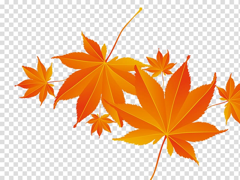 Maple leaf Autumn, Maple Leaf,Red maple leaf,Leaves transparent background PNG clipart