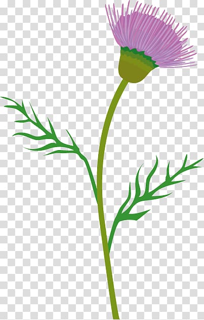 Spear Thistle Creeping Thistle graphics, thistle transparent background PNG clipart