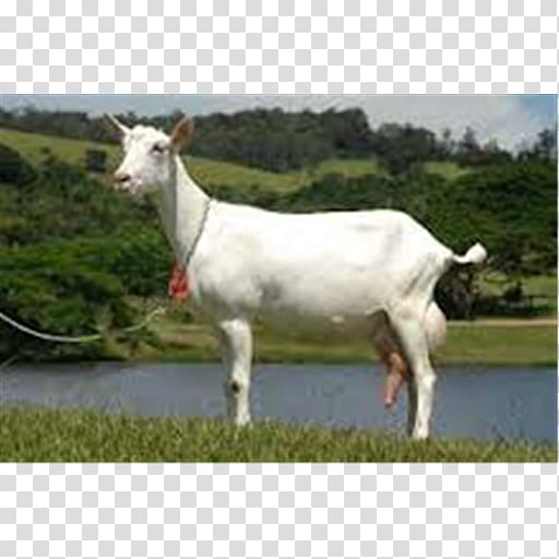 Saanen goat Alpine goat Toggenburg goat Boer goat Barbari goat, milk transparent background PNG clipart