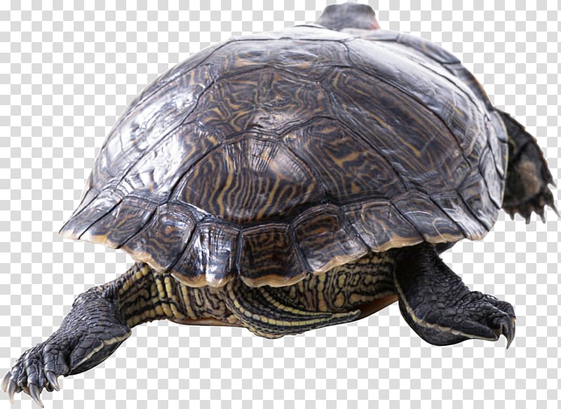 Turtle Red-eared slider Reptile Yellow-bellied slider Tortoise, Turtle transparent background PNG clipart