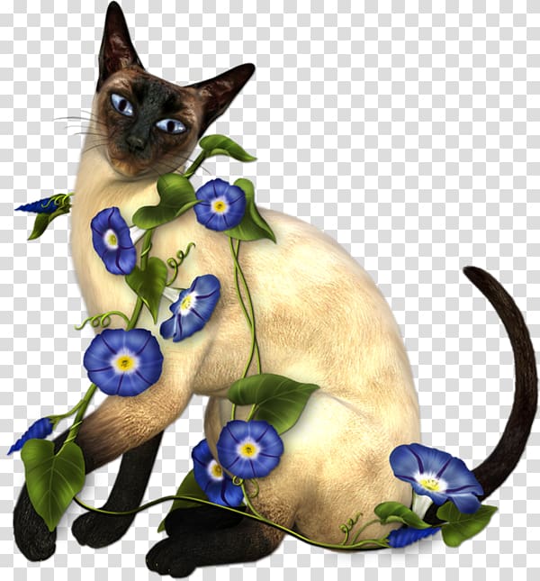 Siamese cat Thai cat Balinese cat Snowshoe cat Birman, kitten transparent background PNG clipart