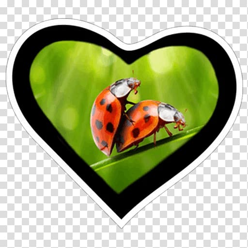 Valentine\'s Day Vinegar valentines Ladybird beetle Greeting & Note Cards, Valentines Day transparent background PNG clipart