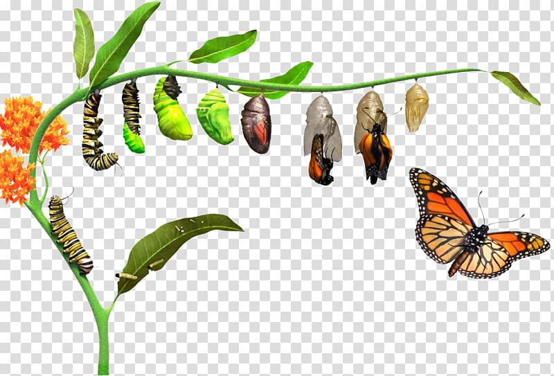 Monarch Butterfly How Caterpillars Turn Into Butterflies Metamorphosis Butterfly 