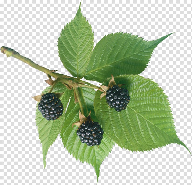 Blackberry transparent background PNG clipart