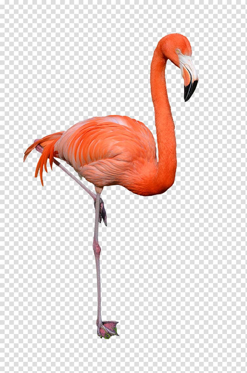 Flamingo transparent background PNG clipart