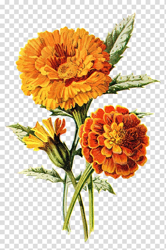 Mexican marigold Tattoo Flower, flower transparent background PNG clipart.