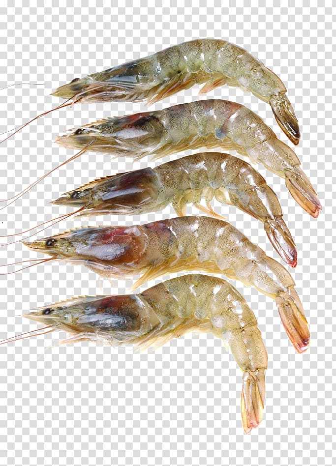 five shrimps , Caridea Giant freshwater prawn Shrimp Seafood, Fresh shrimp transparent background PNG clipart