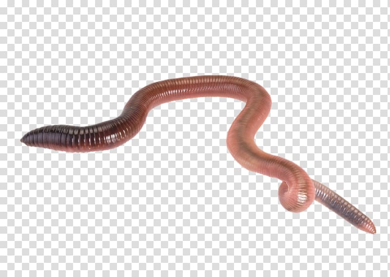 Worms transparent background PNG clipart