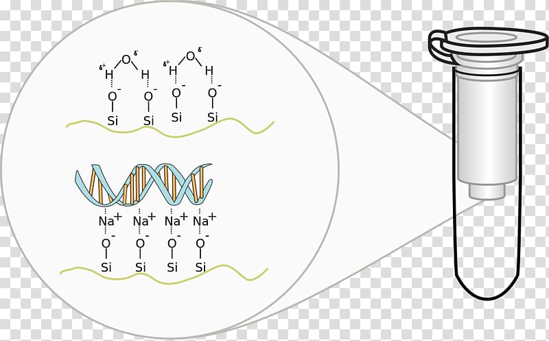 Spin column-based nucleic acid purification DNA extraction Plasmid preparation, water beads transparent background PNG clipart