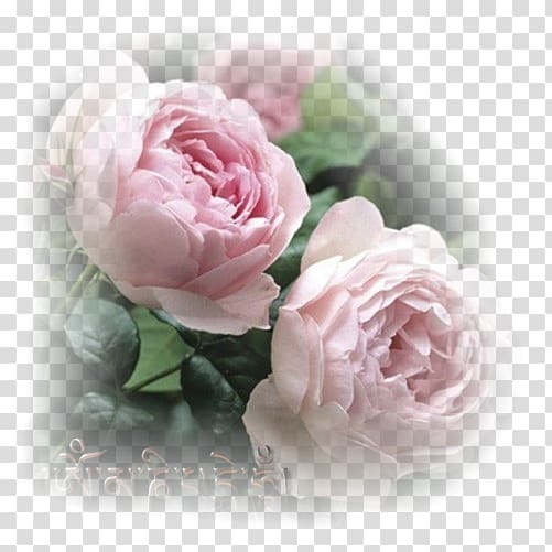 Garden roses Rosa \'Scepter\'d Isle\' English Roses Pink Flower, flower transparent background PNG clipart