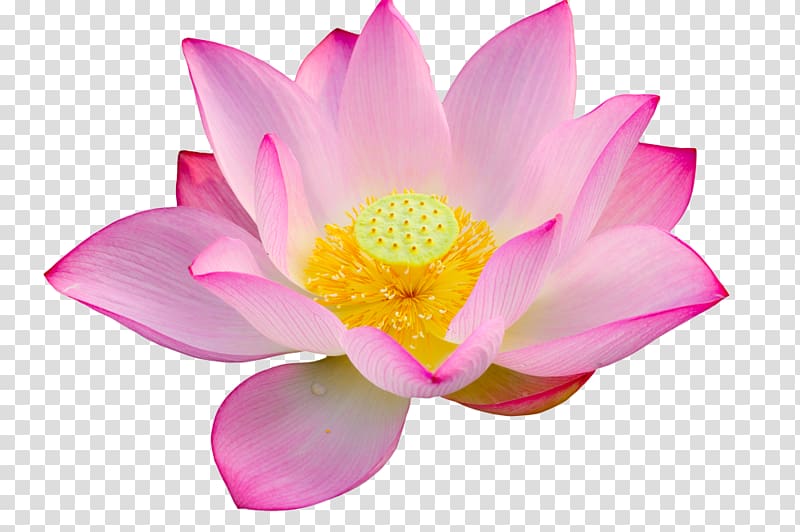 Nelumbo nucifera Water lily, lotus lotus leaf transparent background PNG clipart