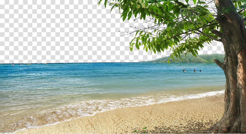 three person swimming on sea near trees, Shore Beach Bay, Bay beach background material transparent background PNG clipart