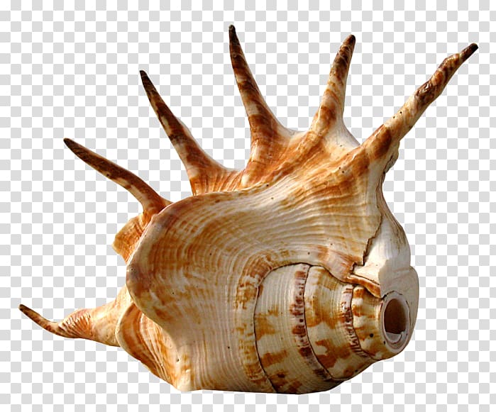Seashell Conch Snail Shellcraft, seashell transparent background PNG clipart