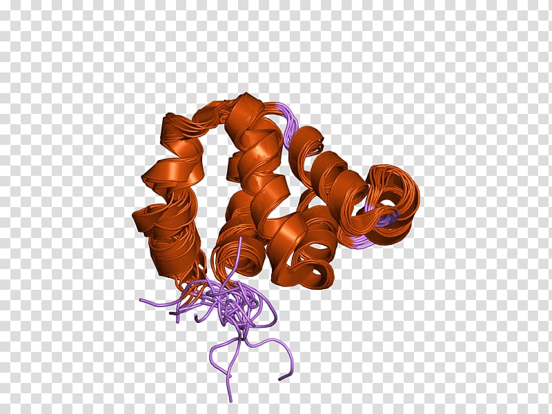 NOD1 Protein domain Gene Caspase, Oligomerization transparent background PNG clipart