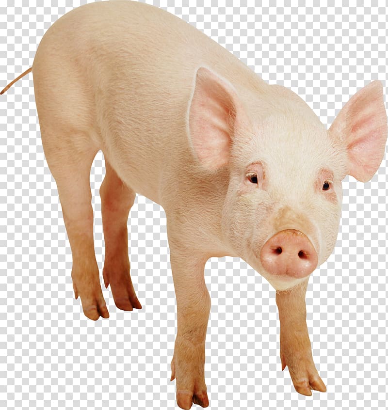 Domestic pig , Pig Free transparent background PNG clipart