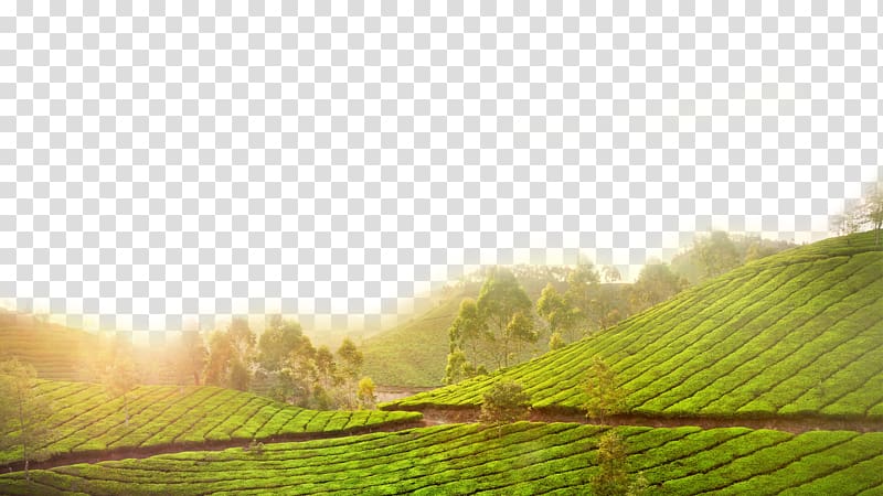 farm at daytime, Tea Canh Thxe2n Green, Green tea field transparent background PNG clipart
