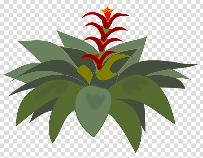 Bromelia , others transparent background PNG clipart